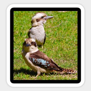 The Two Kookaburras! Sticker